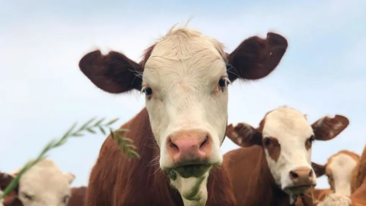 Semillas forrajeras: una gran oportunidad para aprovechar ahora mismo por el cambio de precios relativos