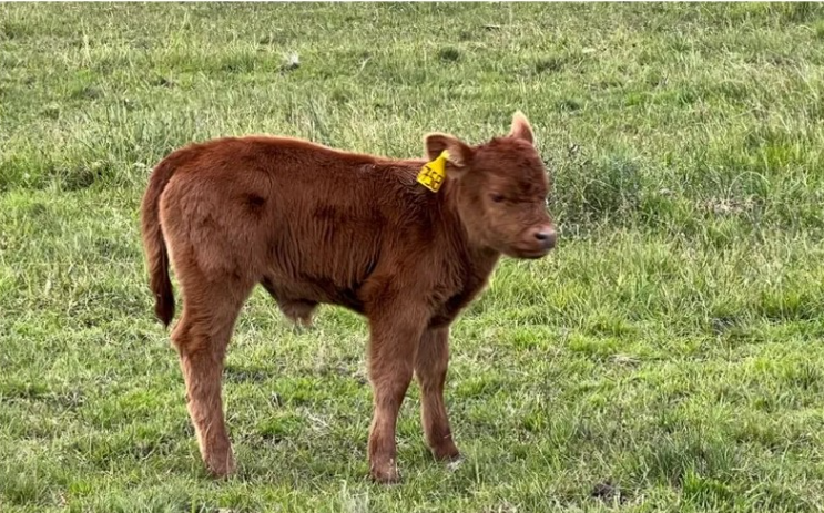 captura de pantalla 2026 01 23 160934 captura de pantalla 2026 01 23 160934