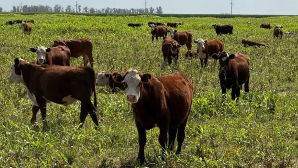 Ganadería Posible se presentó en Expoagro: más producción con mejor gestión económica y ambiental