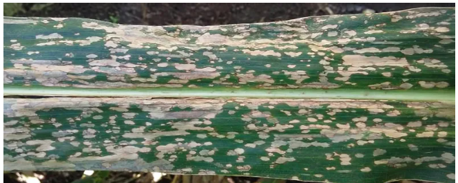 La mancha blanca gana terreno y enciende alertas en el cultivo de maíz image