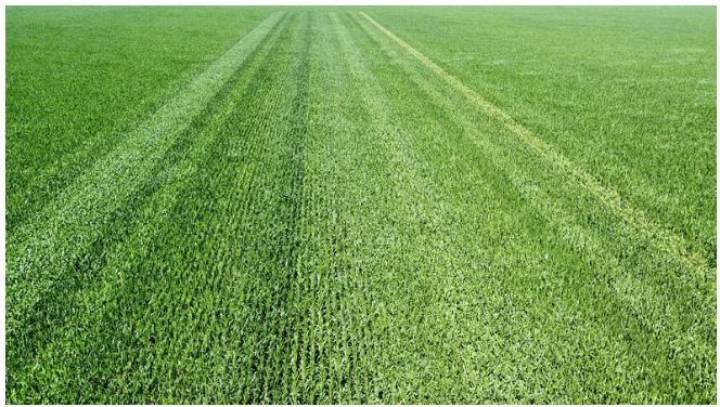 La mancha blanca gana terreno y enciende alertas en el cultivo de maíz image