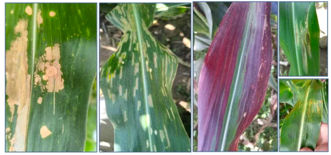 La mancha blanca gana terreno y enciende alertas en el cultivo de maíz image