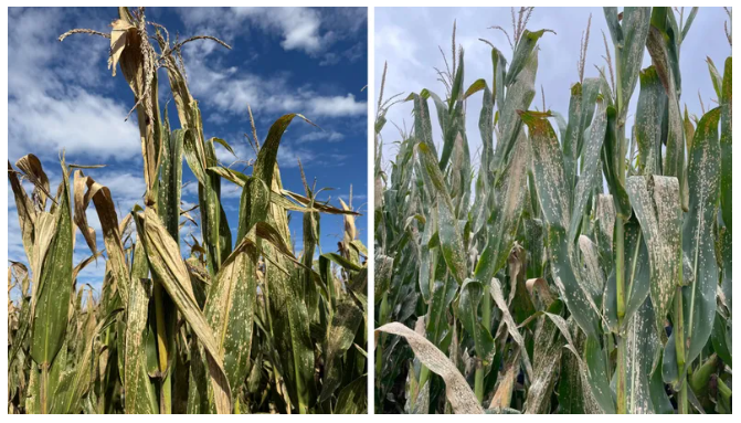La mancha blanca gana terreno y enciende alertas en el cultivo de maíz image
