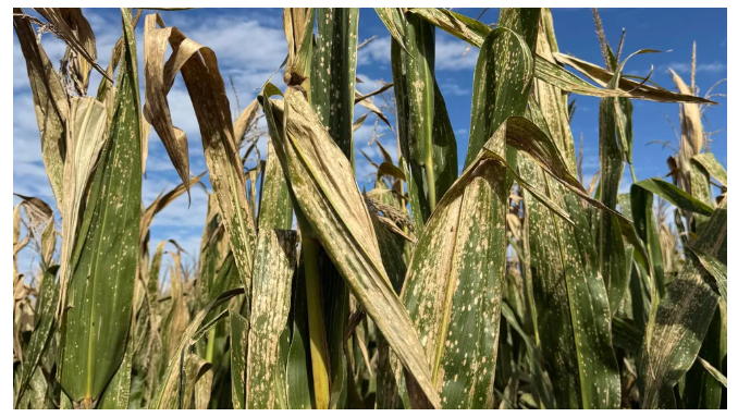 La mancha blanca gana terreno y enciende alertas en el cultivo de maíz